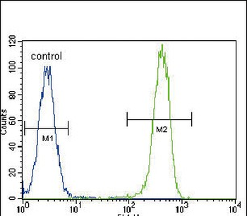 PCNA Antibody (Center)