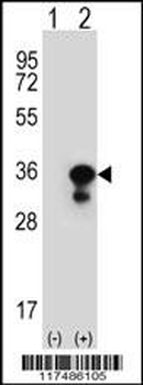 PCNA Antibody (C-term)