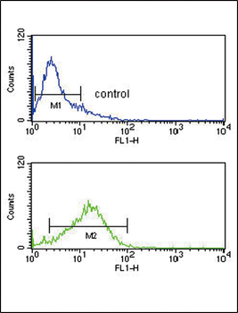 IRF8 Antibody (Center)
