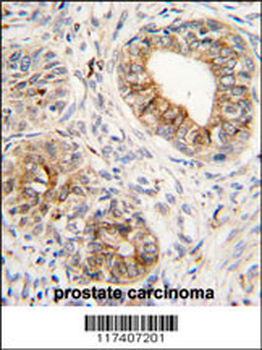 PTGS1 Antibody (C-term)