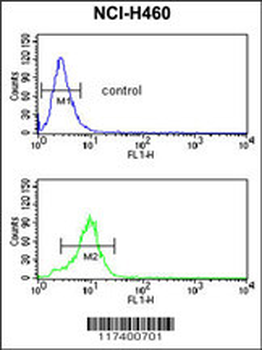 SMPD2 Antibody (N-term)