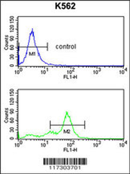 RFC2 Antibody (N-term)