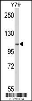 MTHFD1 Antibody (Center P550)