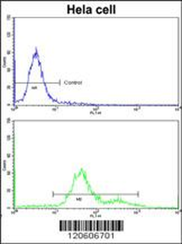 MCAM Antibody (Center)