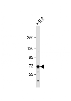 MCAM Antibody (Center)