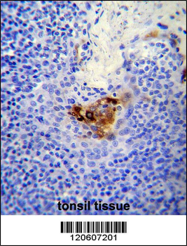 MCAM Antibody (C-term)