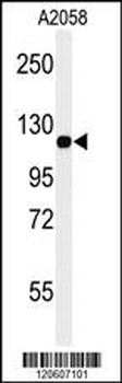 MCAM Antibody (C-term)