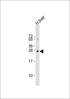 OPRS1 Antibody (N-term)