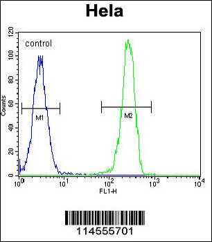 LGR5 (GPR49) Antibody (Center)