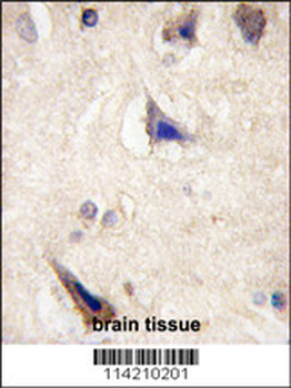 LGR5 (GPR49) Antibody (loop1)