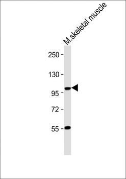 LGR5/GPR49 Antibody (N-term)