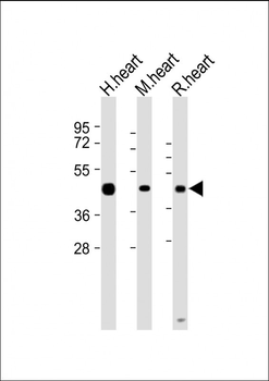 LECT1 Antibody (N-term)