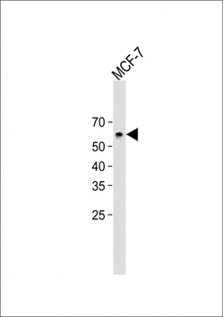 Olfm1 Antibody (N-term)