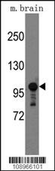M Sema5a Antibody