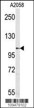 M Sema5a Antibody (N-term)