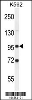 GPLD1 Antibody (C-term)