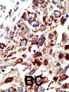 STAM Antibody (C-term)