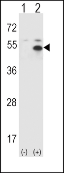 STAM Antibody (C-term)