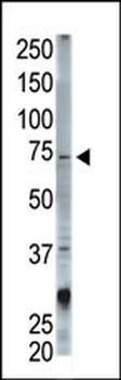 STAM Antibody (N-term)