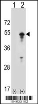 STAM Antibody (N-term)