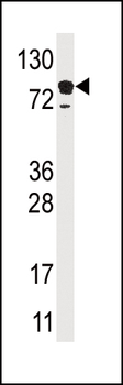 EPS15 Antibody (C-term)