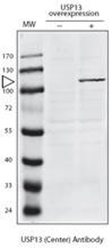 USP13 Antibody (N-term)