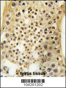 USP7 (HAUSP) Antibody (C-term)