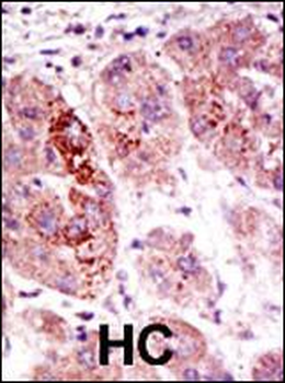 USP7 (HAUSP) Antibody (C-term)