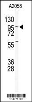 USP5 Antibody (N-term)