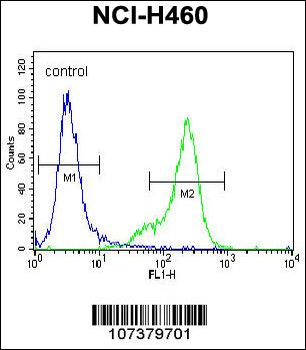 UCHL1 Antibody (C-term)