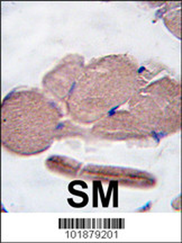 Myostatin (GDF8) Antibody (N-term)