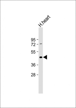 Myostatin (GDF8) Antibody (N-term)