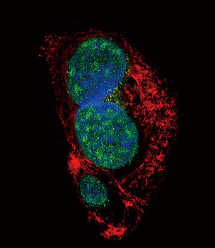 SLUG Antibody (Center)