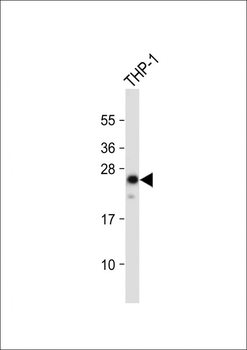 Neurogenin3 Antibody (N-term)