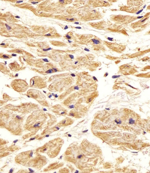 Nestin Antibody (S1409)