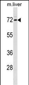 FXR1 Antibody (N-term)