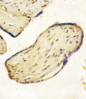 CD73 (NT5E) Antibody (C-term)