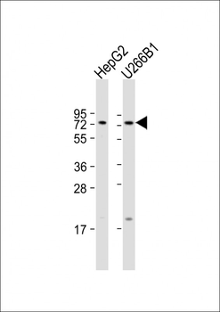 CD73 (NT5E) Antibody (C-term)