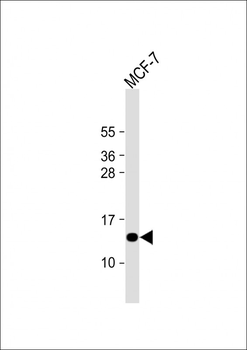 SH3BGRL Antibody (Center)
