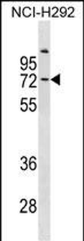 COL9A3 Antibody (Center)