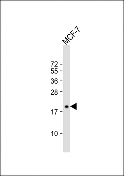 SEC11A Antibody (Center)