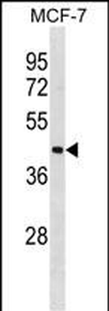 ILF2 Antibody (N-term)