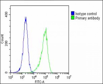 STAT1 Antibody (C-term)