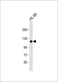 Leo1-S151 Antibody (N-term)