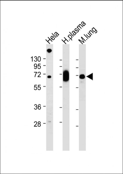 LGALS3BP Antibody (Center)