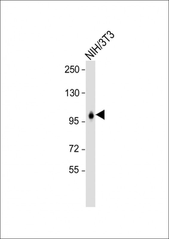 LONP1 Antibody(Center)