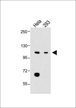 LONP1 Antibody(Center)