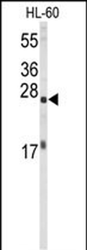 EIF4E Antibody