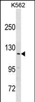 HERC3 Antibody(N-term)