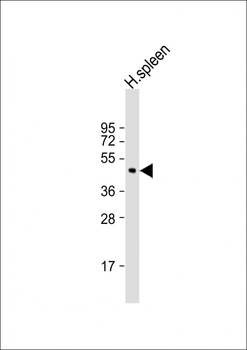 RNF135 Antibody(C-term)